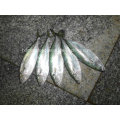 Frozen Fish Indian Mackerel for Sale